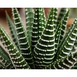 haworthia fasciata l atelier des merveilles vegetales 7