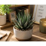 haworthia fasciata l atelier des merveilles vegetales 8