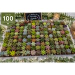 lot de 100 mini succulentes pour toutes occasions 2