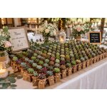 lot de 100 mini succulentes pour toutes occasions 4
