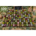 lot de 100 mini succulentes pour toutes occasions 3