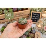 mini succulente pour terrarium ou compositions florales