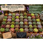 lot de 50 mini succulentes pour toutes ceremonies