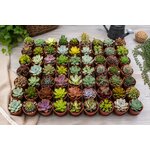lot de 50 mini succulentes pour toutes occasions 2