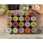lot de 20 mini succulentes pour terrarium jardin miniature
