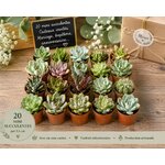 lot de 20 mini succulentes pour mariage bapteme communion
