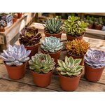 grandes succulentes pour toutes ceremonies ou decoration bureau