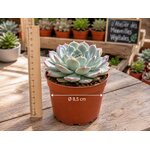 grande succulente en pot de 8,5 atelier des merveilles vegetales