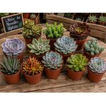 grandes succulentes pour cadeau invites decoration