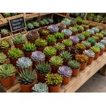 grandes succulentes dans la serre pour livraison