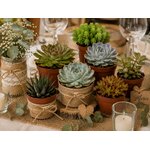 grandes succulentes pour offrir aux invites mariage bapteme