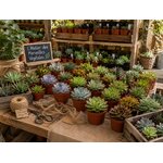 grandes succulentes pour decoration ou cadeau invites