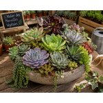composition florale avec grandes succulentes pour offrir ou decoration