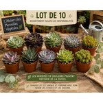 lot de 10 grandes succulentes en pot de 8,5 cm
