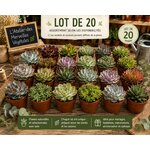 lot de 20 grandes succulentes plantes grasses
