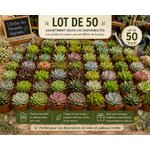 lot de 50 grandes succulentes pour toute ceremonie