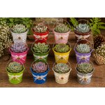 seau en zinc et succulentes pour offrir mariage bapteme communion