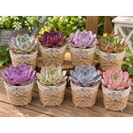 mini echeverias avec presentation en jute