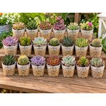 mini succulentes pour anniversaire ou mariage pot decoré