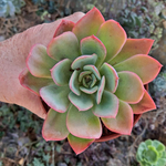 echeveria-luella-plante-grasse-succulente-2