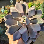 echeveria-metallica-plante-grasse-succulente-2