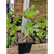 aeoniums-x2-plantes-succulentes-collection
