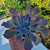 echeveria-neon-brakers-succulente