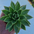 echeveria-plante-grasse-succulente-5