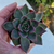 echeveria-plante-grasse-succulente-8