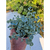 sedum-plante-grasse-succulente