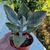 Kalanchoe-plante-grasse-succulente-de-collection-pot-8,5-cm