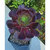 aeonium-plante-grasse-succulente-1