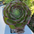 aeonium-atropurpureum-plante-succulente-2