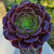 aeonium--plante-grasse--succulente-3