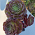 aeonium--plante-grasse--succulente-4