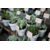MINI POT SUCCULENTE MARIAGE