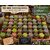 lot de 50 mini succulentes pour toutes ceremonies