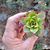 aeonium-kiwi-dream-color-plante-grasse-succulente