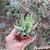 aloe-humilis-plante-grasse-succulente