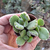 cotyledon-tomentosa-plante-grasse-succulente