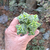 crassula-perforata-plante-grasse-succulente