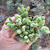 crassula-rogersii-plante-grasse-succulente