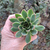 echeveria-agavoide-plante-grasse-succulente-2