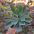 echeveria-blue-prince-plante-grasse-succulente-2