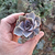 echeveria-perle-von-nurberg-plante-grasse-succulente