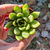 echeveria-plante-grasse-succulente-2