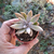 echeveria-tolimanensis-plante-grasse-succulente-2