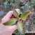 kalanchoe-longiflora-plante-grasse-succulente