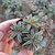peperomia-asperula-plante-grasse-succulente