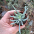 senecio-vitalis-plante-grasse-succulente